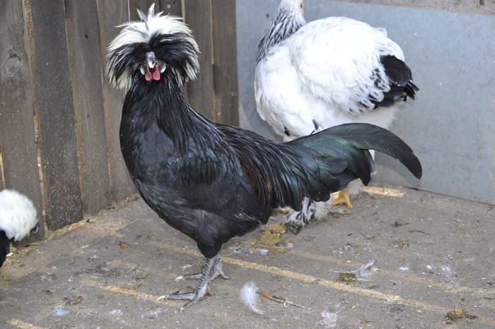  - MOTATA OLANDEZA 2013