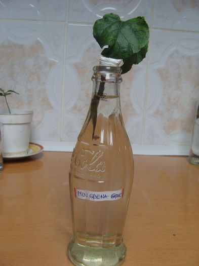 Mov grena batut 13.11.2013