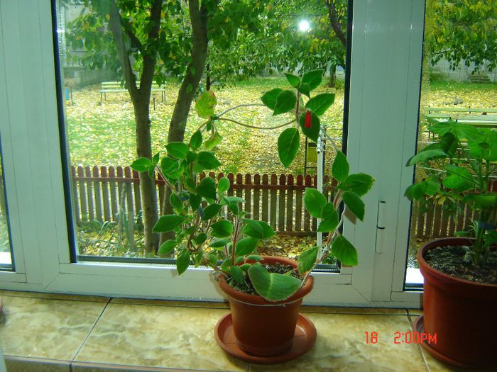 kohleria