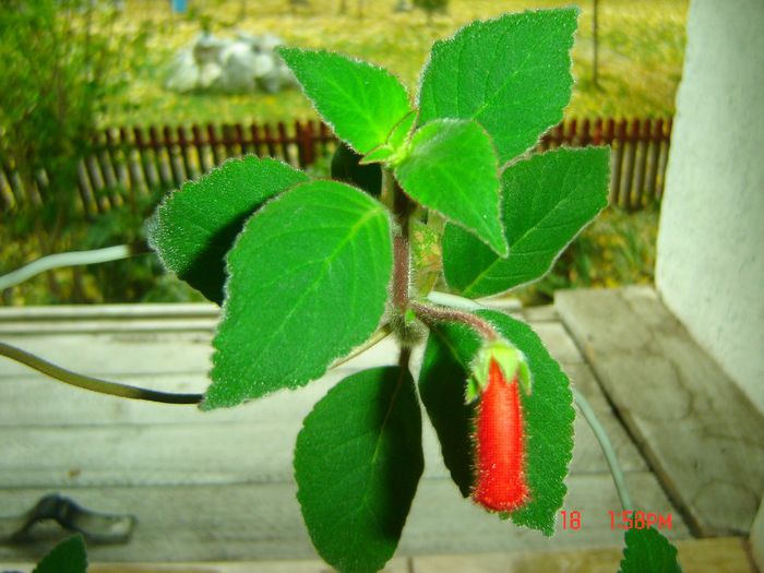 kohleria eriantha
