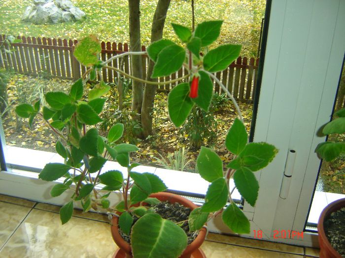 kohleria eriantha - flori