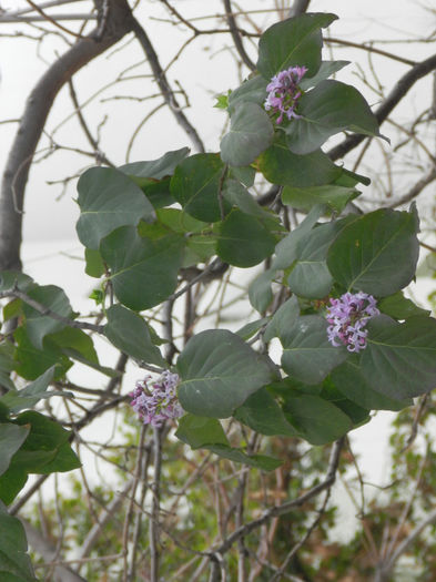 LILIACUL A FACUT FLORI