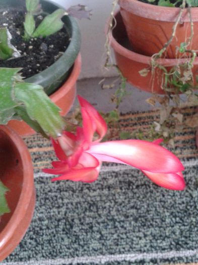 Fotografie-0005 - 2013 noiembrie