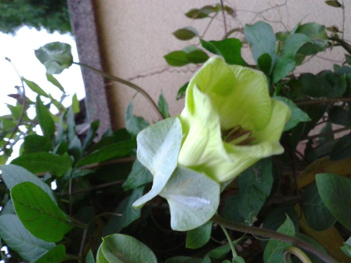 etapa 1 - 2013 noiembrie