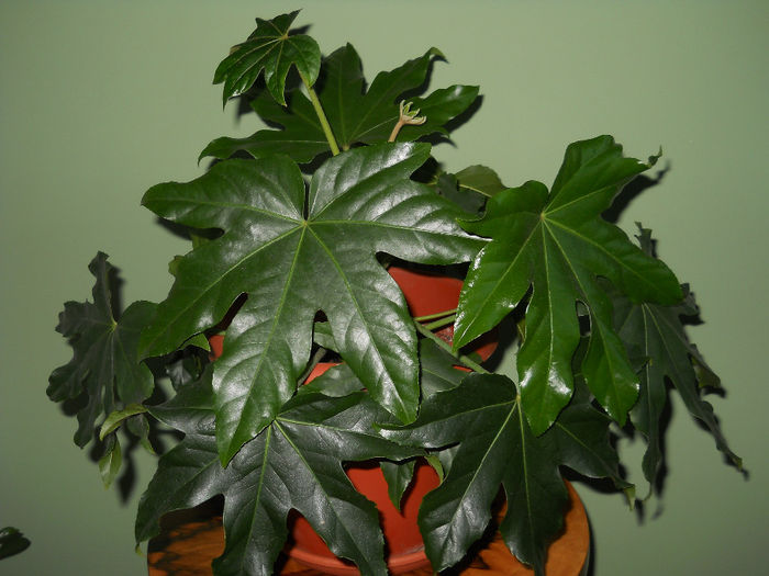 fatsia japonica