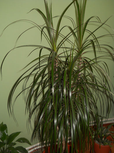 dracaena marginata - Plante