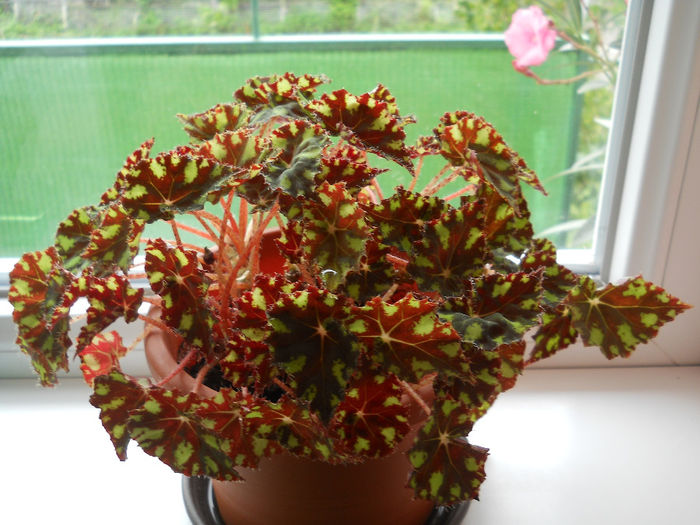 begonia tigru - Plante