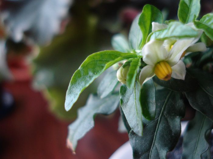 DSC05768 - Solanum pseudocapsicum