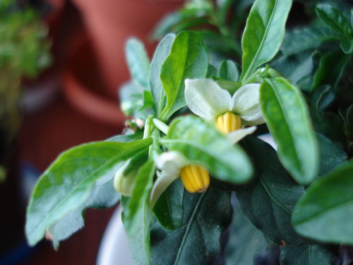 DSC05771 - Solanum pseudocapsicum