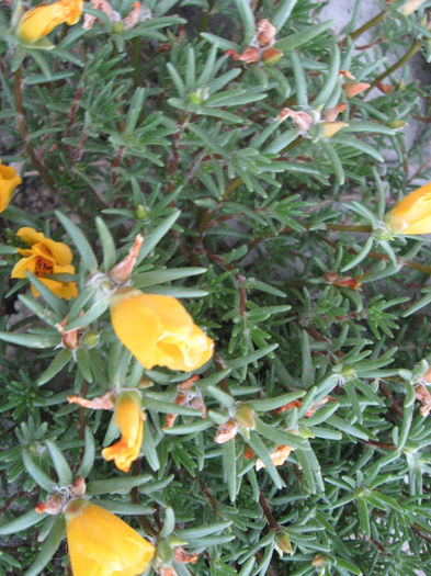 IMG_0857 - Flori de Piatra