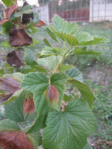 IMG_0840 - PLANTATIE Arbusti de COACAZ