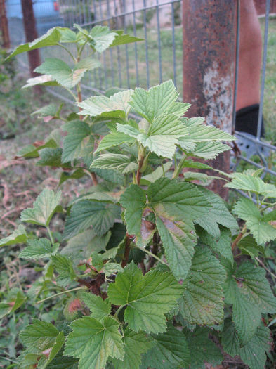 IMG_0841 - PLANTATIE Arbusti de COACAZ