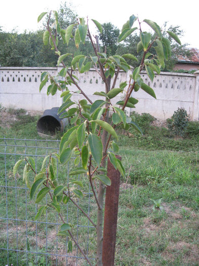 IMG_0836 - PLANTATIE KAKI FRUCTUL ZEILOR