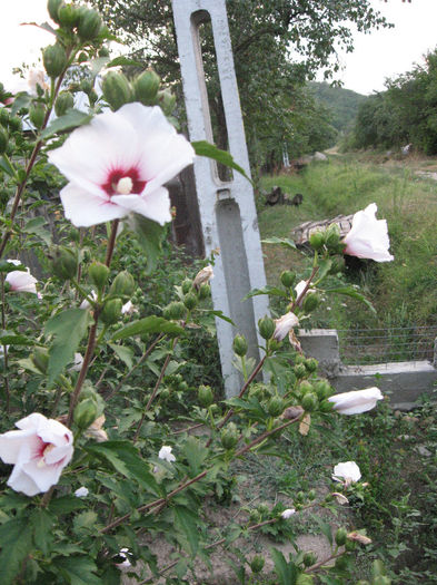 IMG_0870 - TRANDAFIRI HIBISCUS