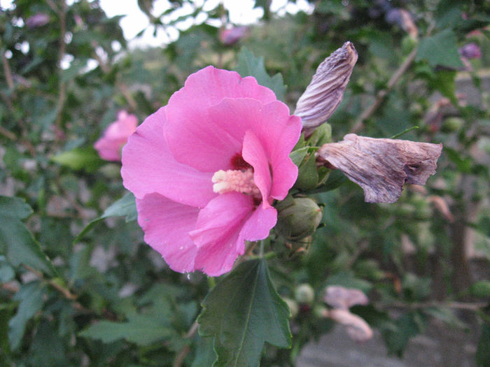 IMG_0877 - TRANDAFIRI HIBISCUS