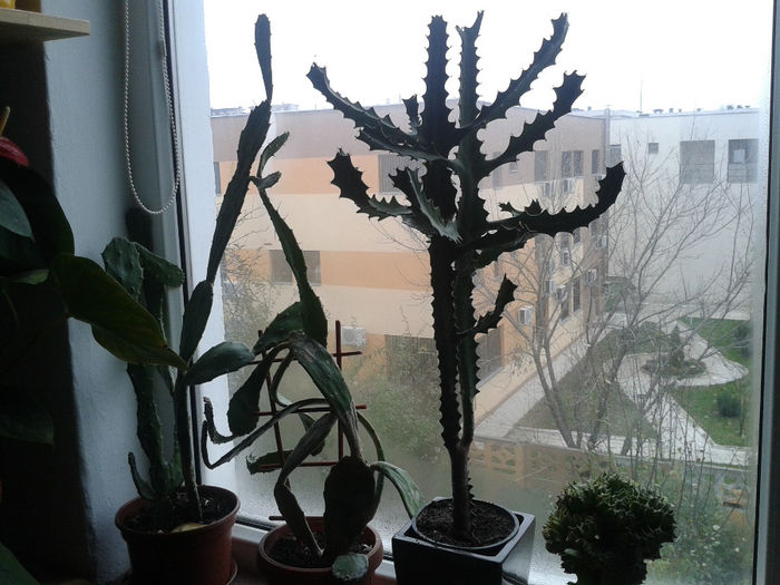 cactusi in apt