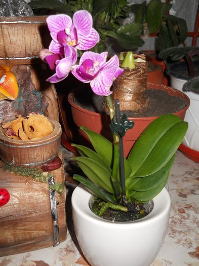 mini Orhidee - flori de interior 2013