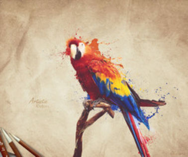 DenizxX - Alege o poza cu un papagal