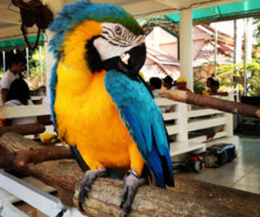 GanduriDeCopil - Alege o poza cu un papagal