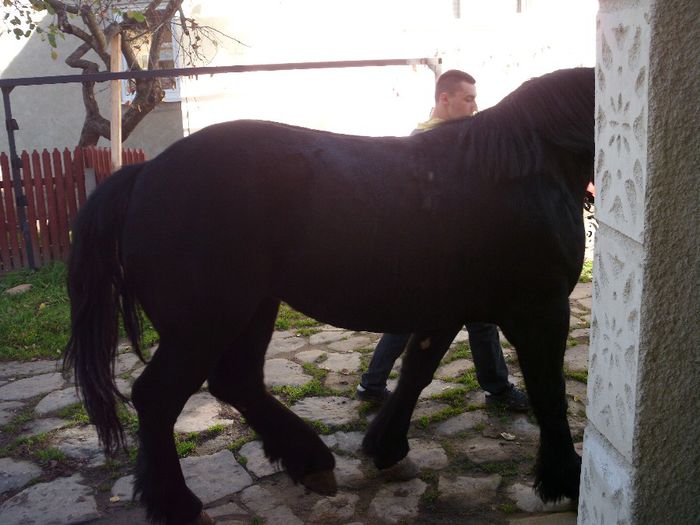 1 AN SI 7 LUNI - ARDENEZA CU SANGE RECE 1 AN SI 7 LUNI