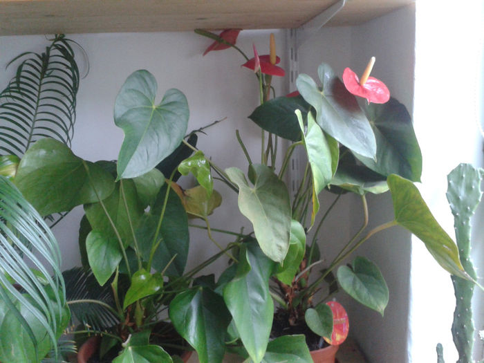 Anthurium, 2 bucati: alb si rosu - 0018 FLORI APT 2013