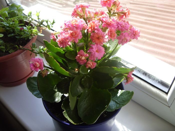 kalanchoe