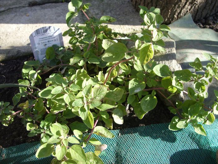 oregano iarna