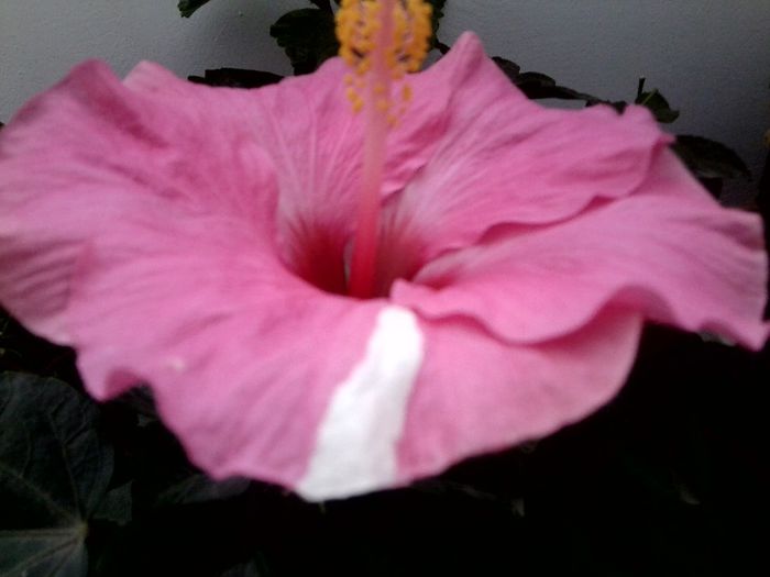 adonicus pink