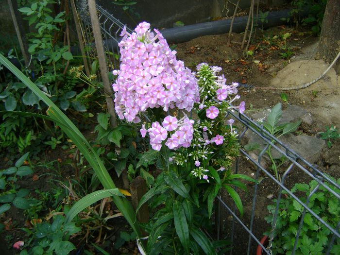 DSC00908 phlox natasha- - 0 Florile mele-2013