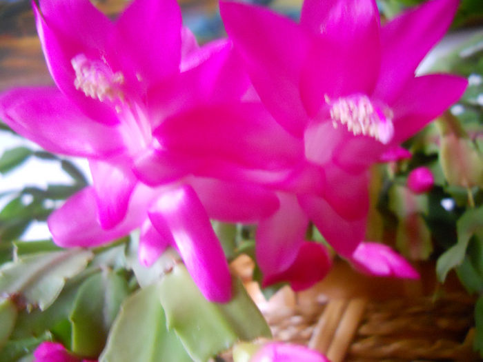 DSCN0004_004