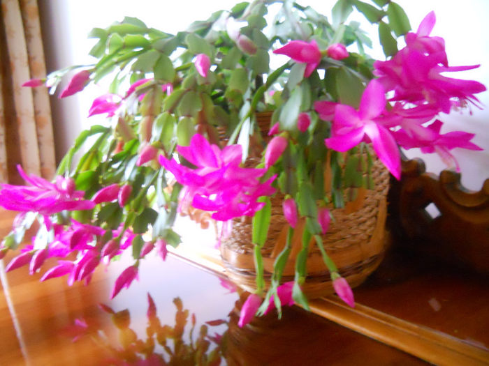 DSCN0005_005