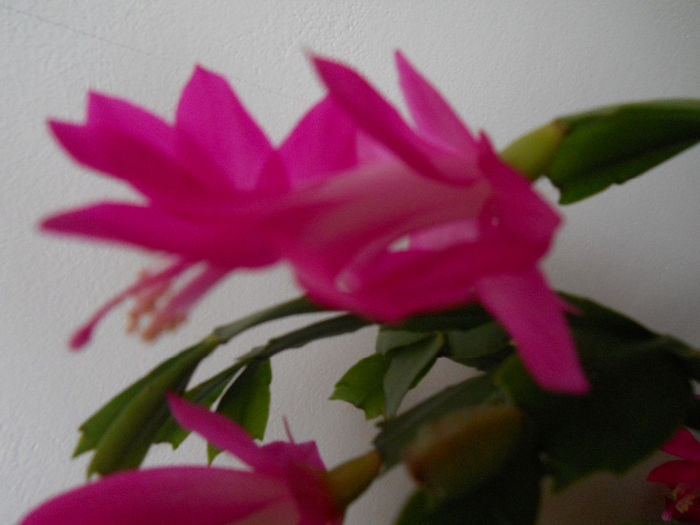 DSCN0006_006