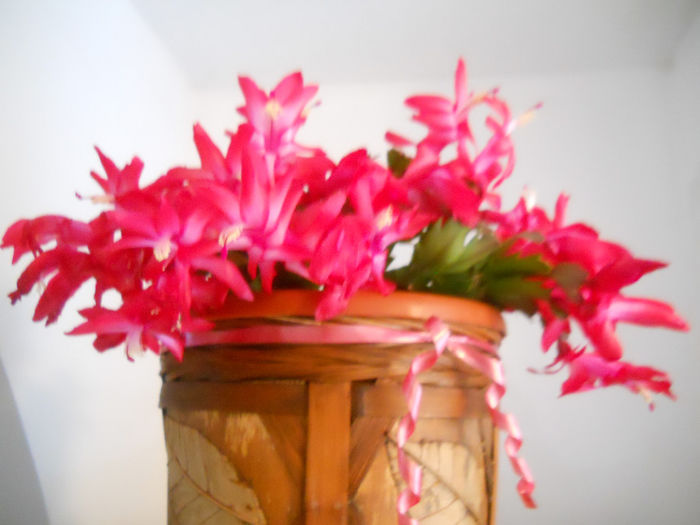 DSCN0016_016