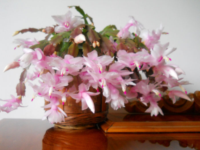 DSCN0027_027
