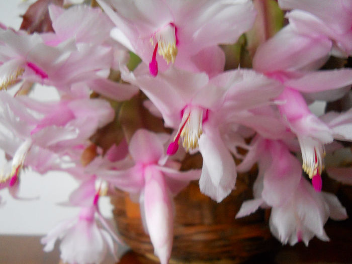 DSCN0032_032