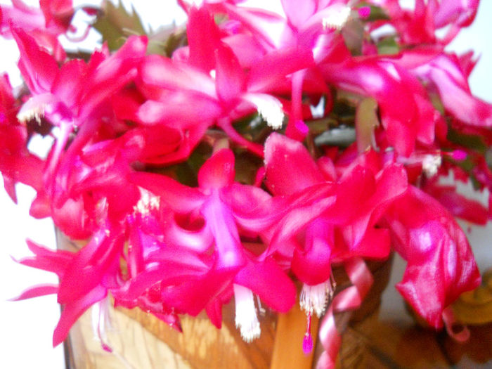 DSCN0037_037