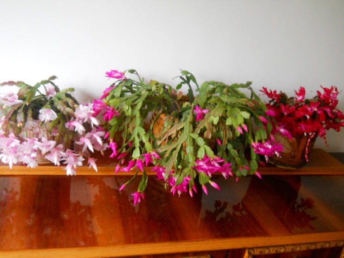 DSCN0042_042 - schlumbergera