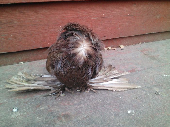 PUI 2013 NENAPARLITI ACH. DE LA POPA VIOREL