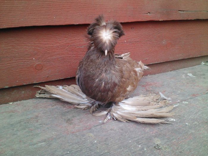 ACHIZITII DE LA POPA VIOREL