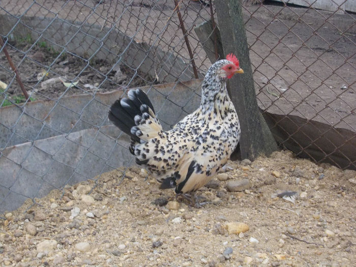 DSCN4673 - MII DE FLORI