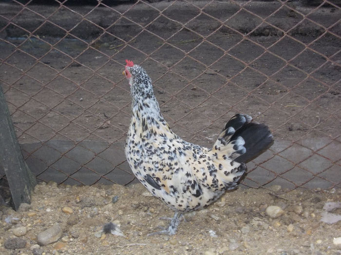 DSCN4676 - MII DE FLORI