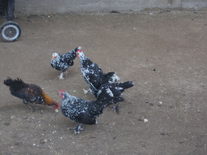 DE VANZARE - MII DE FLORI