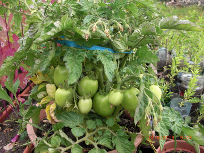 rosii balcon - Gradina Casa si Plante Rare sau Deosebite pentru Sanatate