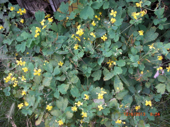 rostopasca3 - Gradina Casa si Plante Rare sau Deosebite pentru Sanatate