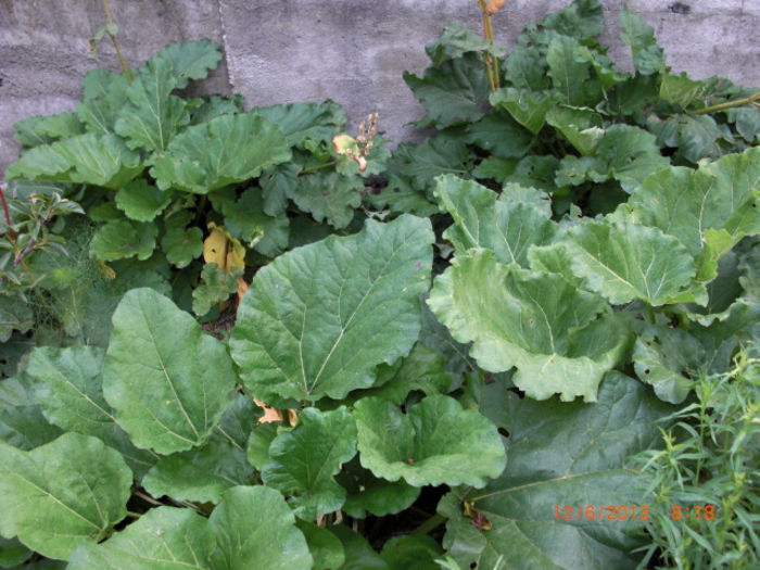 rubarba4 - Gradina Casa si Plante Rare sau Deosebite pentru Sanatate