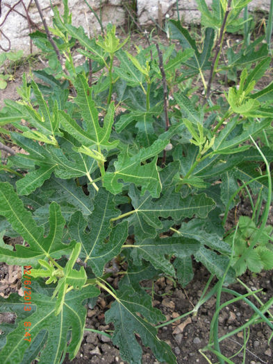 smochin iunie - Gradina Casa si Plante Rare sau Deosebite pentru Sanatate