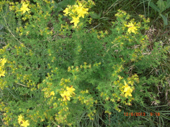 sunatoare - Gradina Casa si Plante Rare sau Deosebite pentru Sanatate
