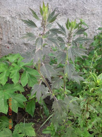 talpa gastei - Gradina Casa si Plante Rare sau Deosebite pentru Sanatate