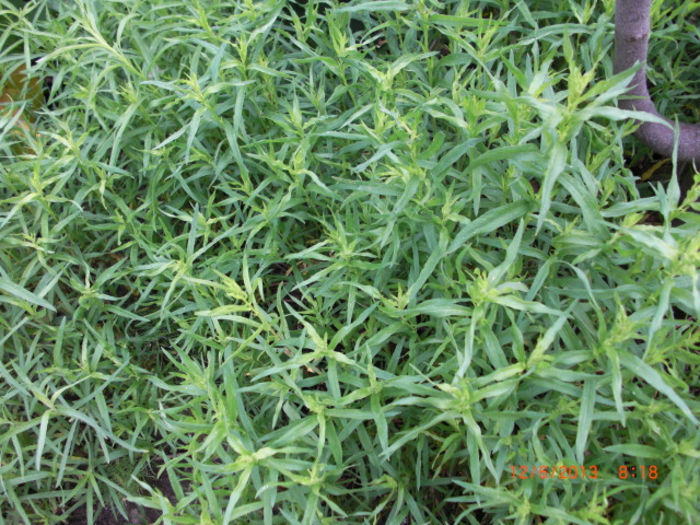 tarhon dupa prima taiere - Gradina Casa si Plante Rare sau Deosebite pentru Sanatate