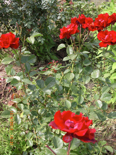 trandafiri rosii catifelati2 - Gradina Casa si Plante Rare sau Deosebite pentru Sanatate